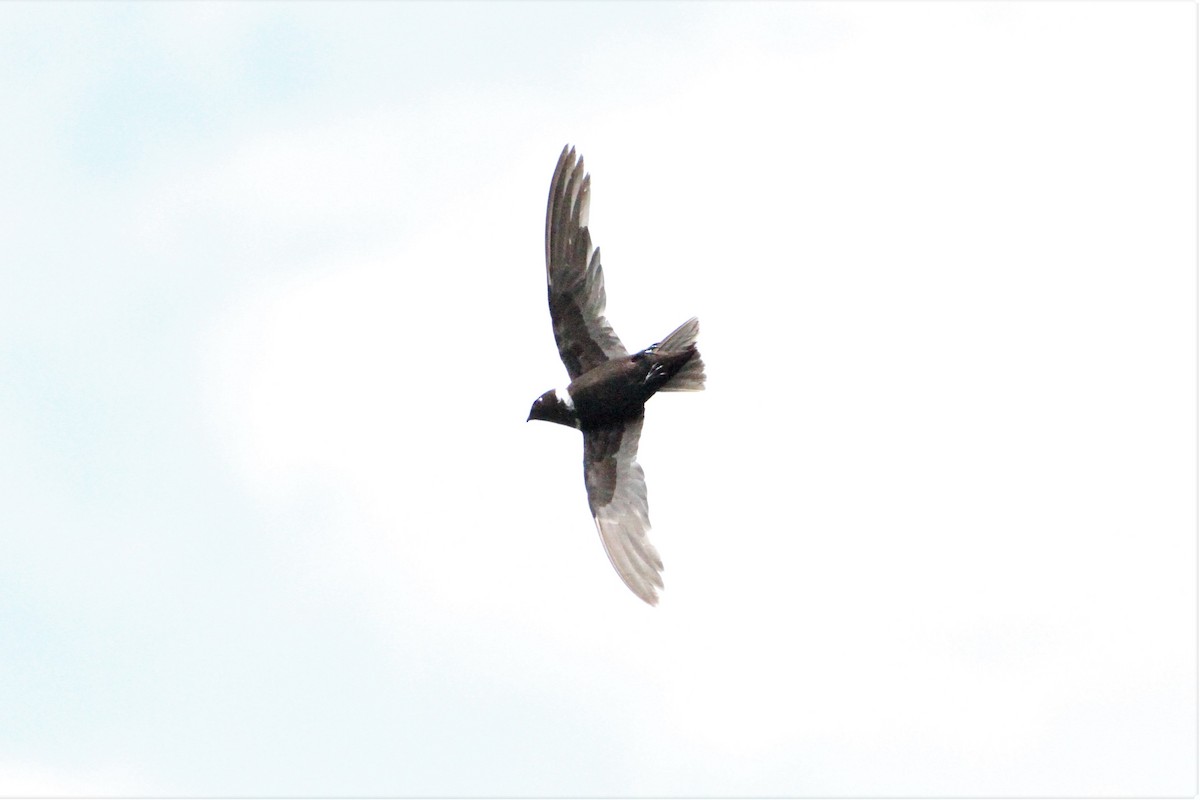 White-collared Swift - ML292257911
