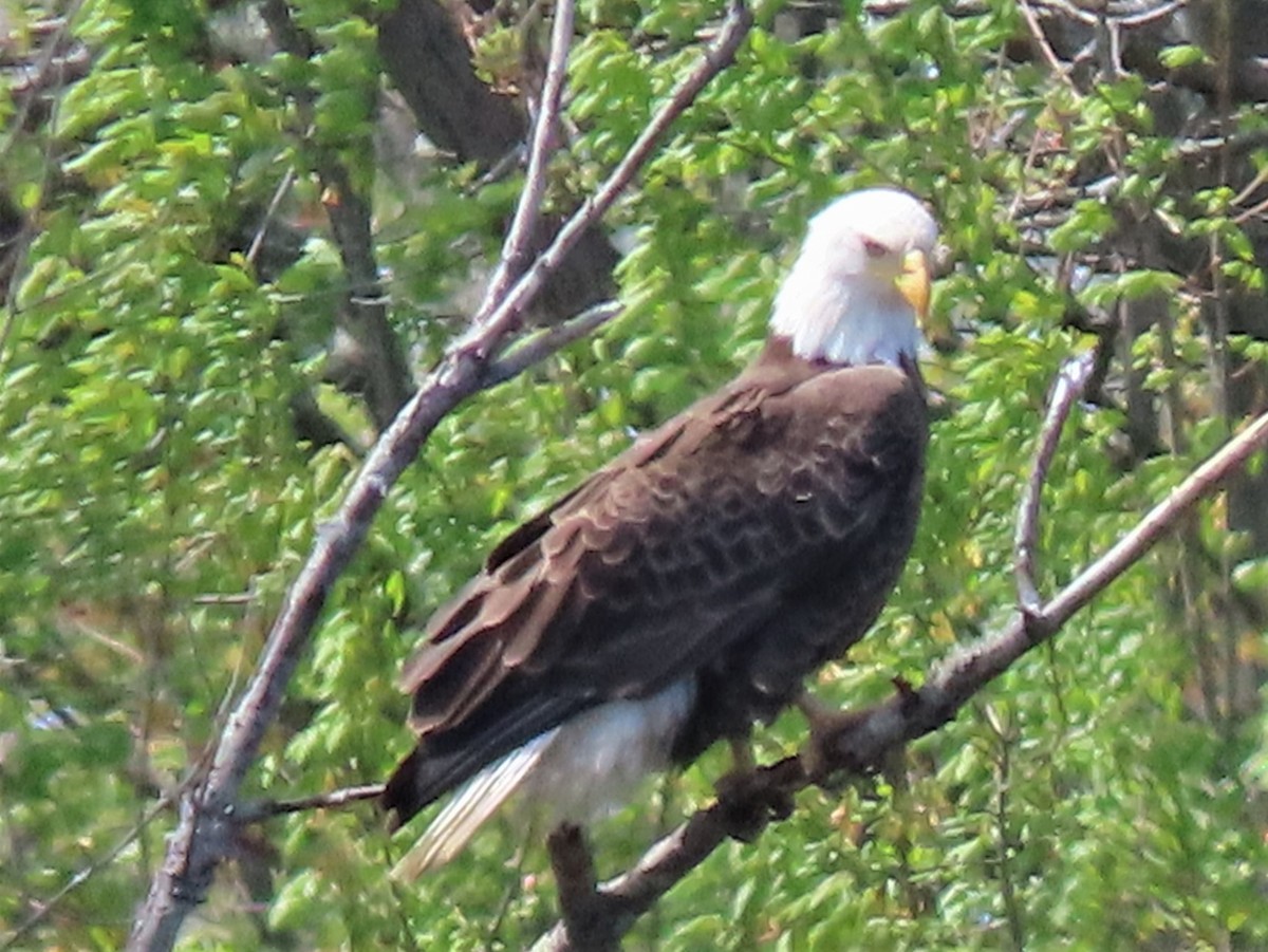 Bald Eagle - ML292258491