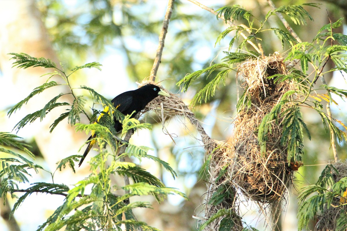 Yellow-rumped Cacique - ML292259631