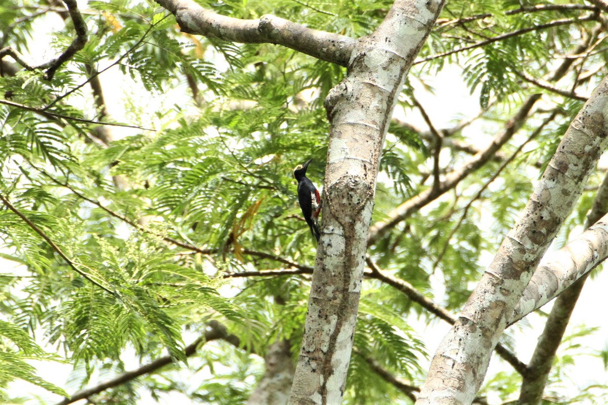 Yellow-tufted Woodpecker - Nathan DeBruine