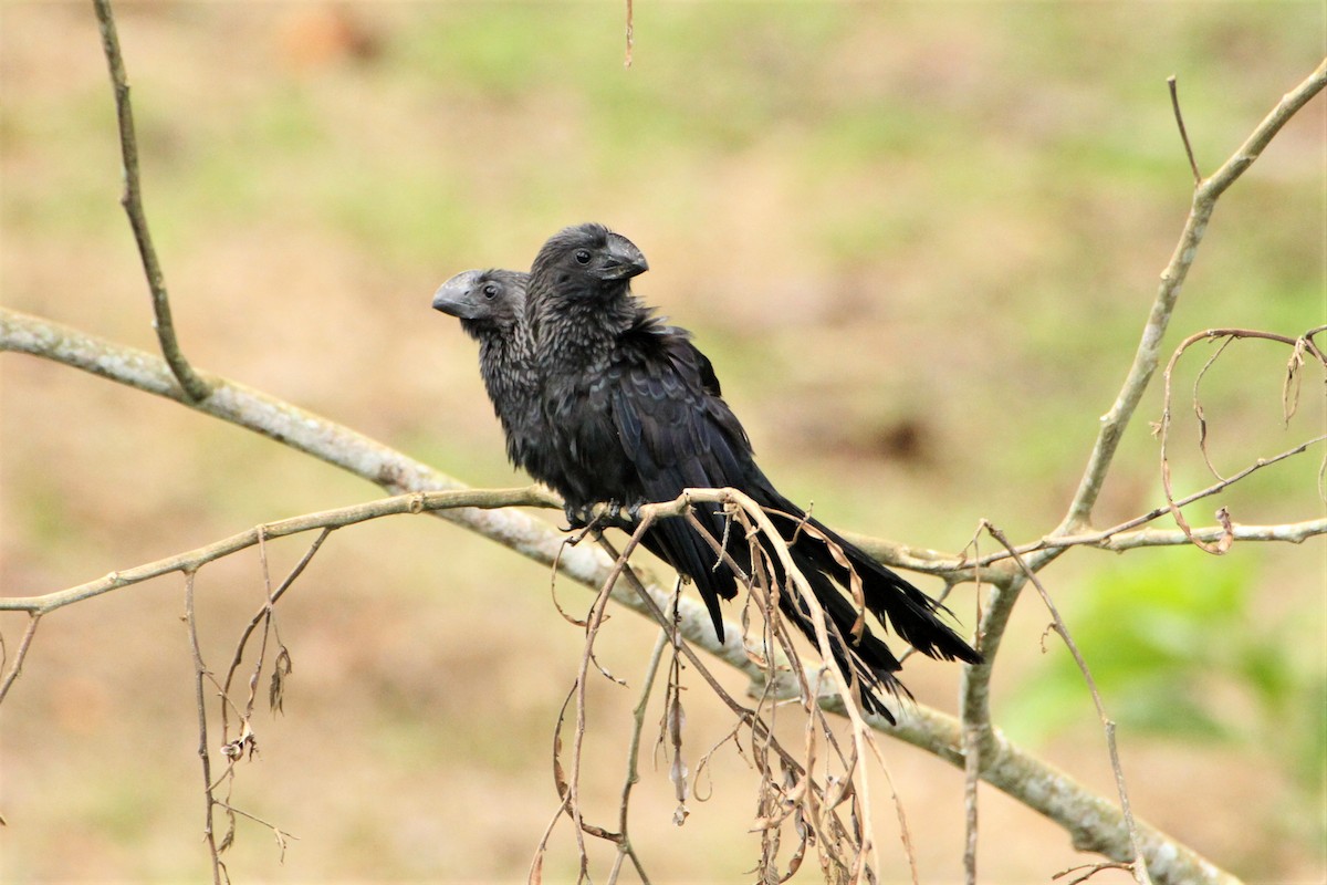 Smooth-billed Ani - ML292260901