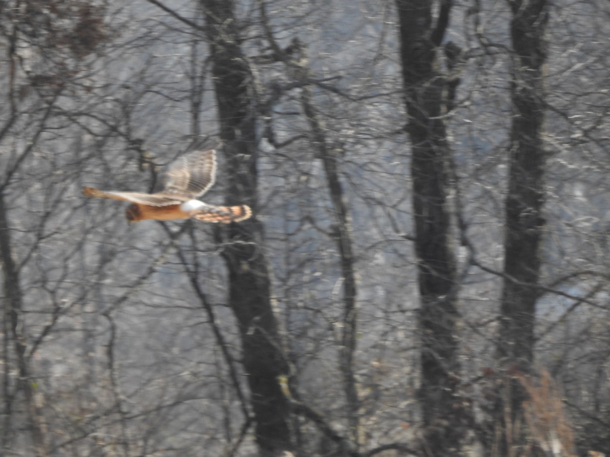 Northern Harrier - Bill Stanley