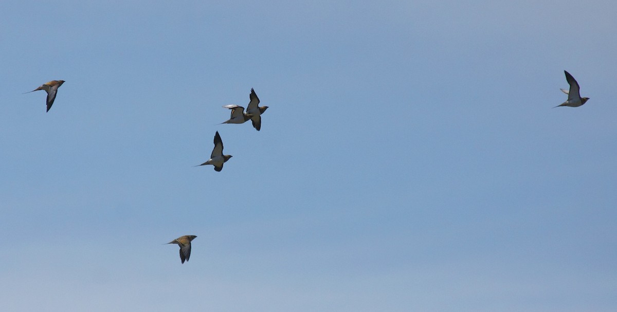 Pin-tailed Sandgrouse - António Gonçalves