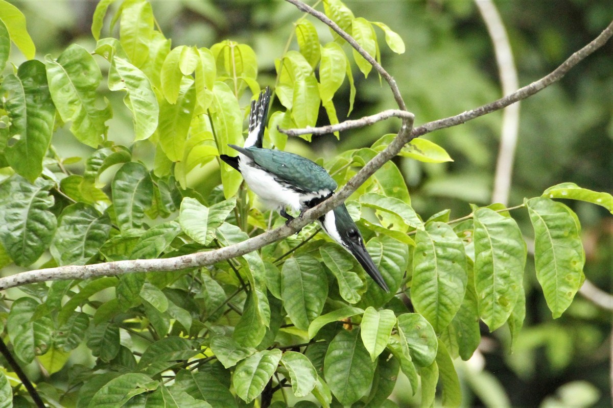 Amazon Kingfisher - ML292263831