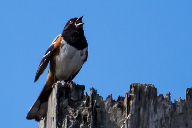 Spotted Towhee (oregonus Group) - Carole Rose