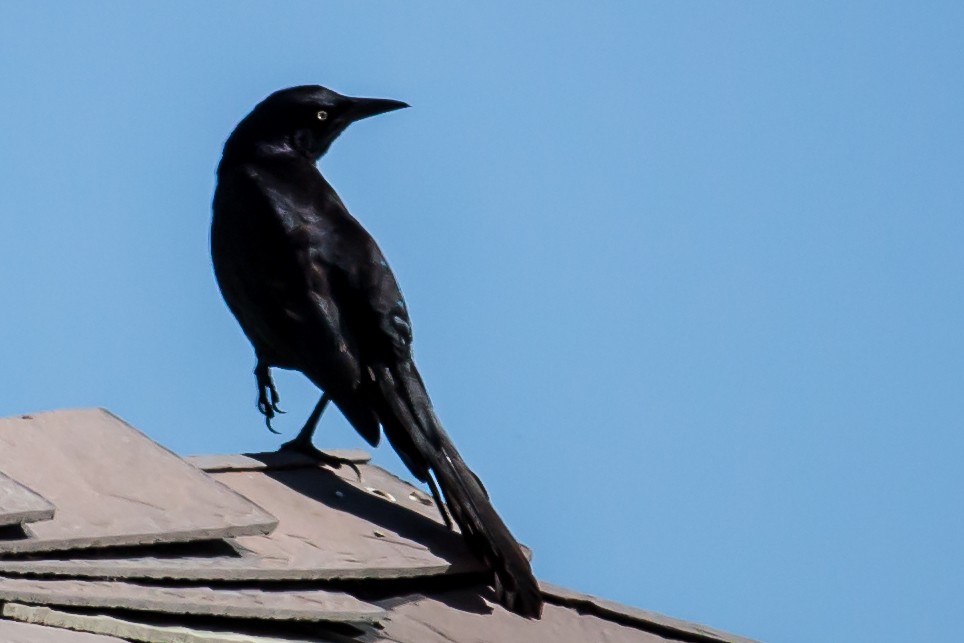 Great-tailed Grackle (Western) - Carole Rose