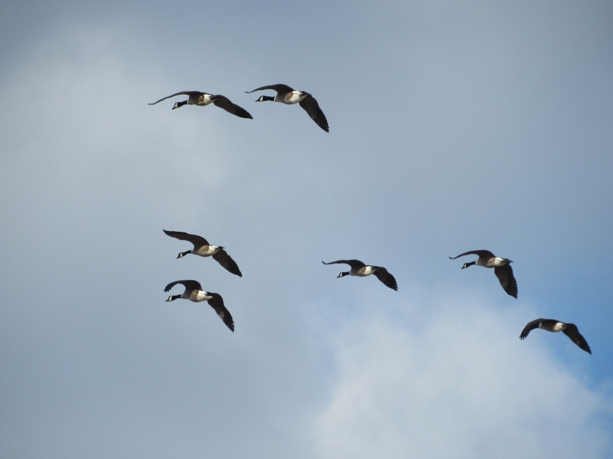 Canada Goose - ML292267571