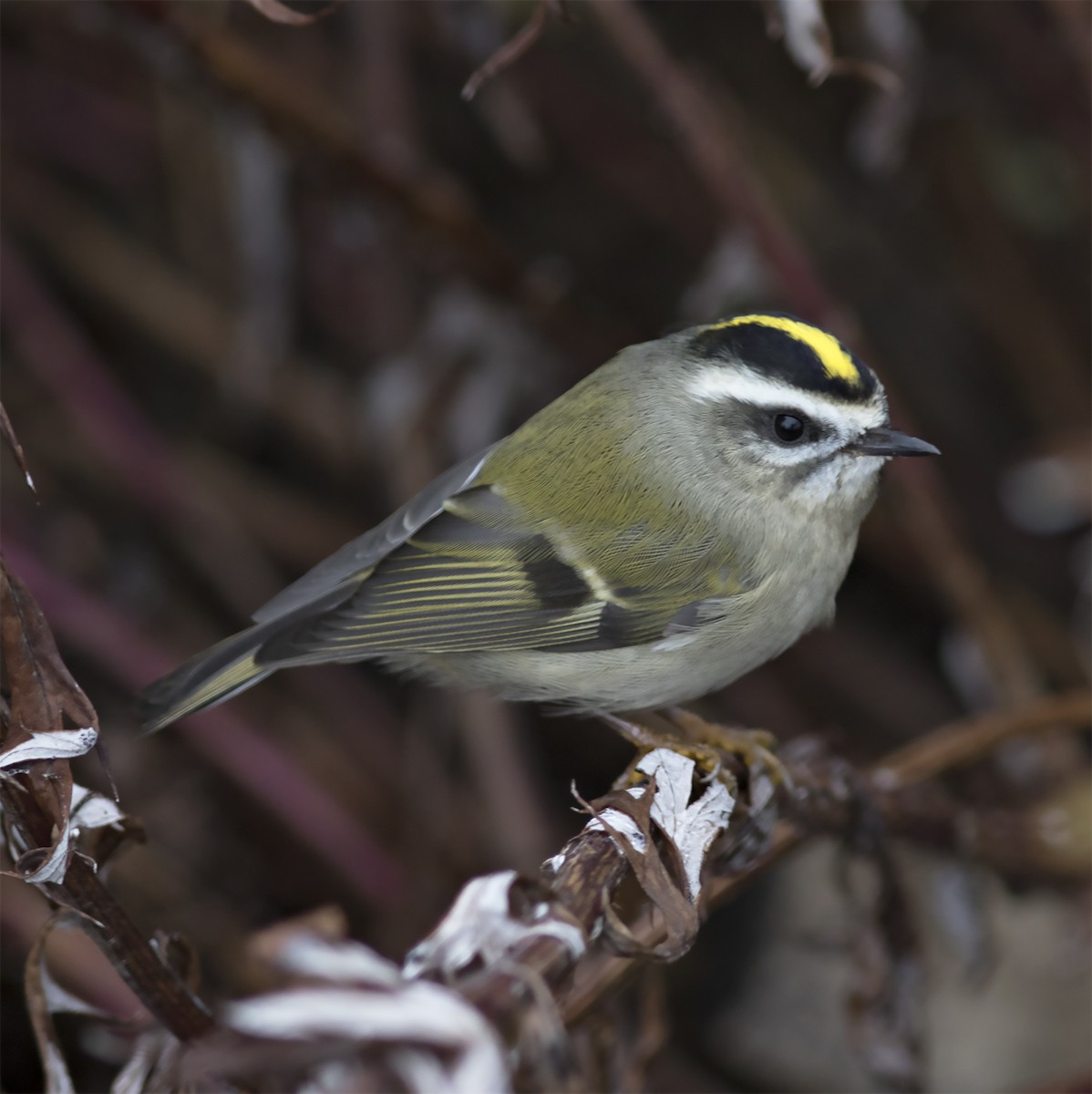 Golden-crowned Kinglet - ML292267831