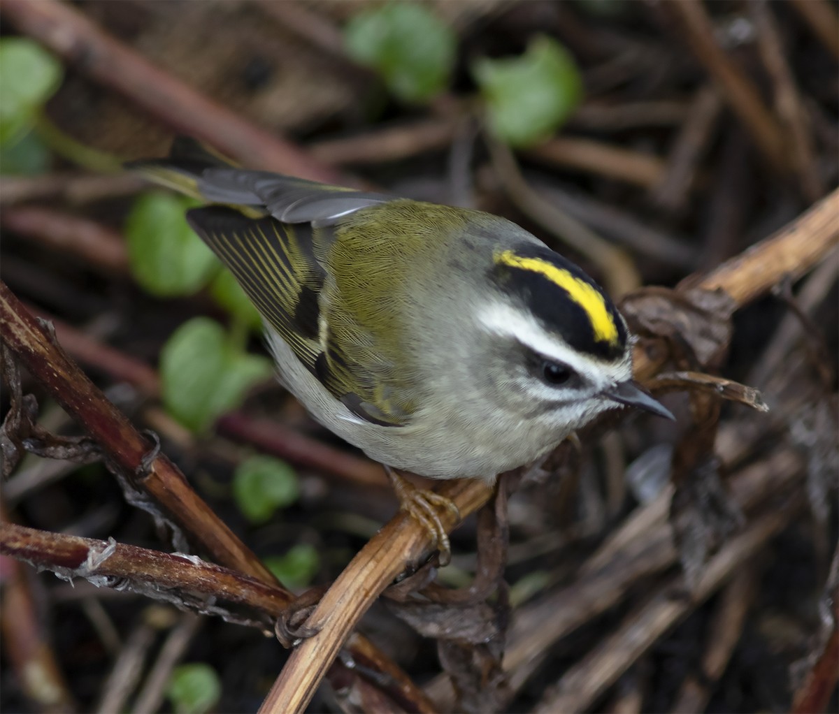 Golden-crowned Kinglet - ML292267841