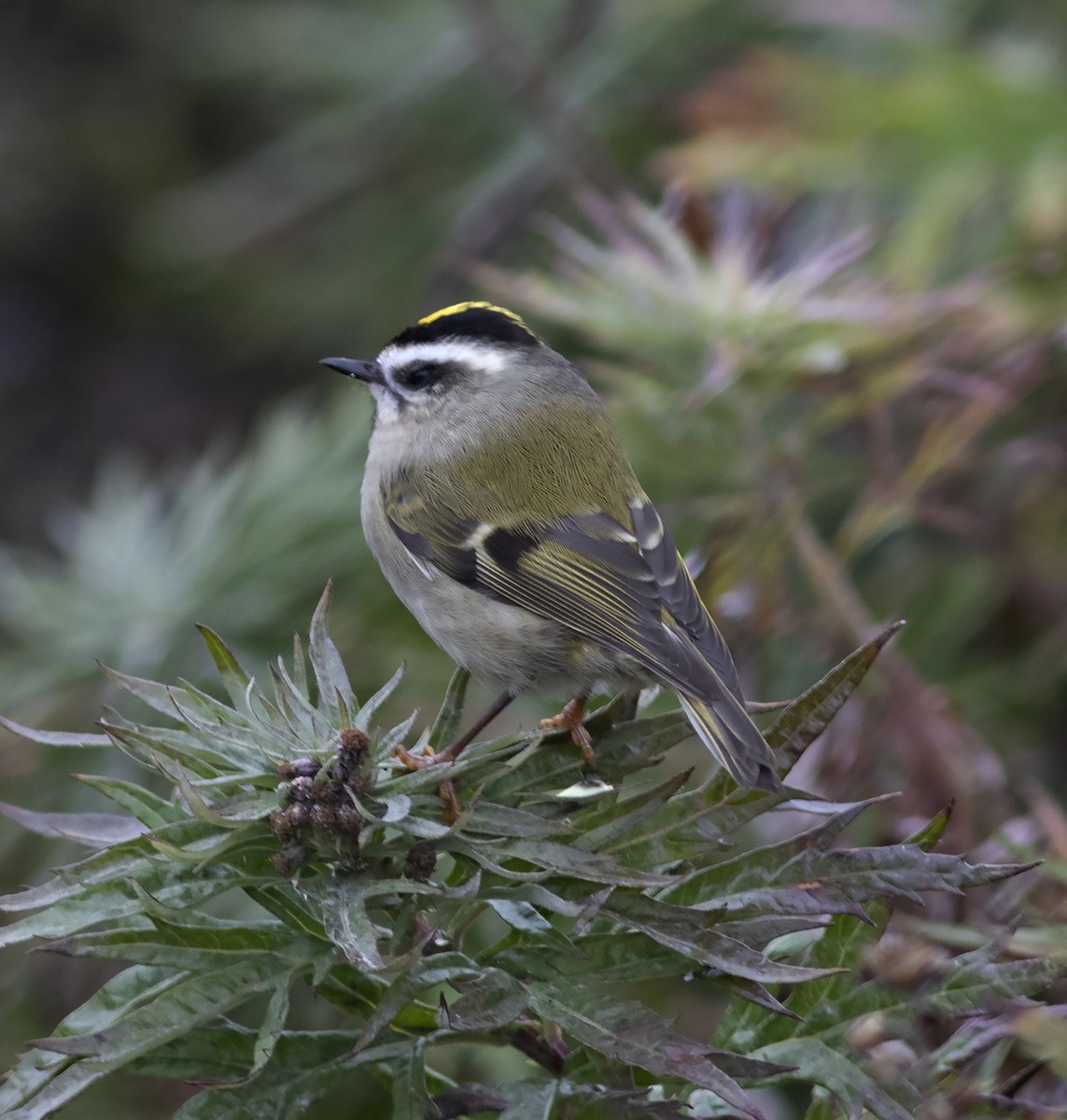 Golden-crowned Kinglet - ML292267921