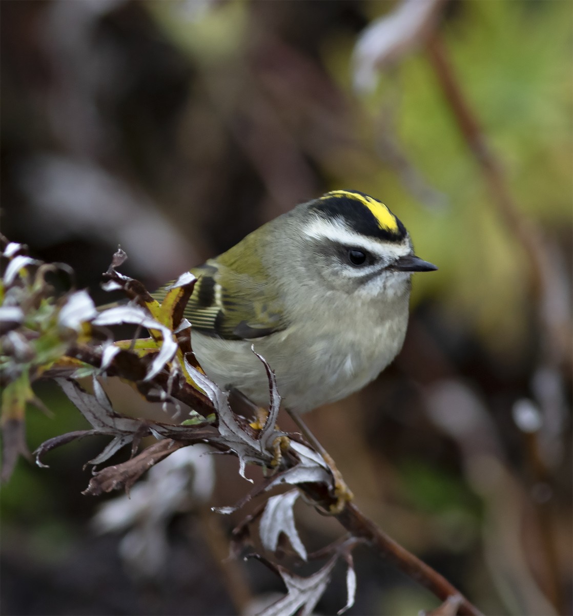 Golden-crowned Kinglet - ML292267931
