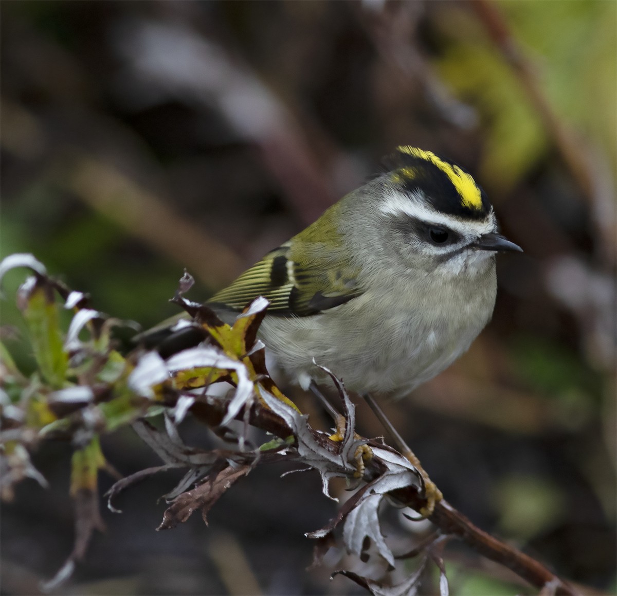 Golden-crowned Kinglet - ML292267941