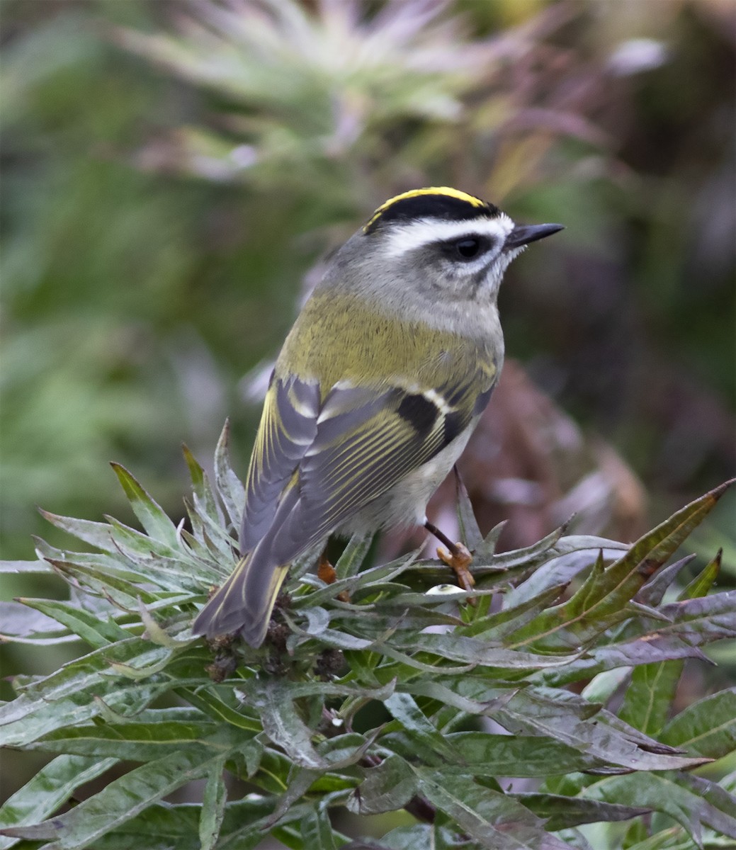Golden-crowned Kinglet - ML292267951