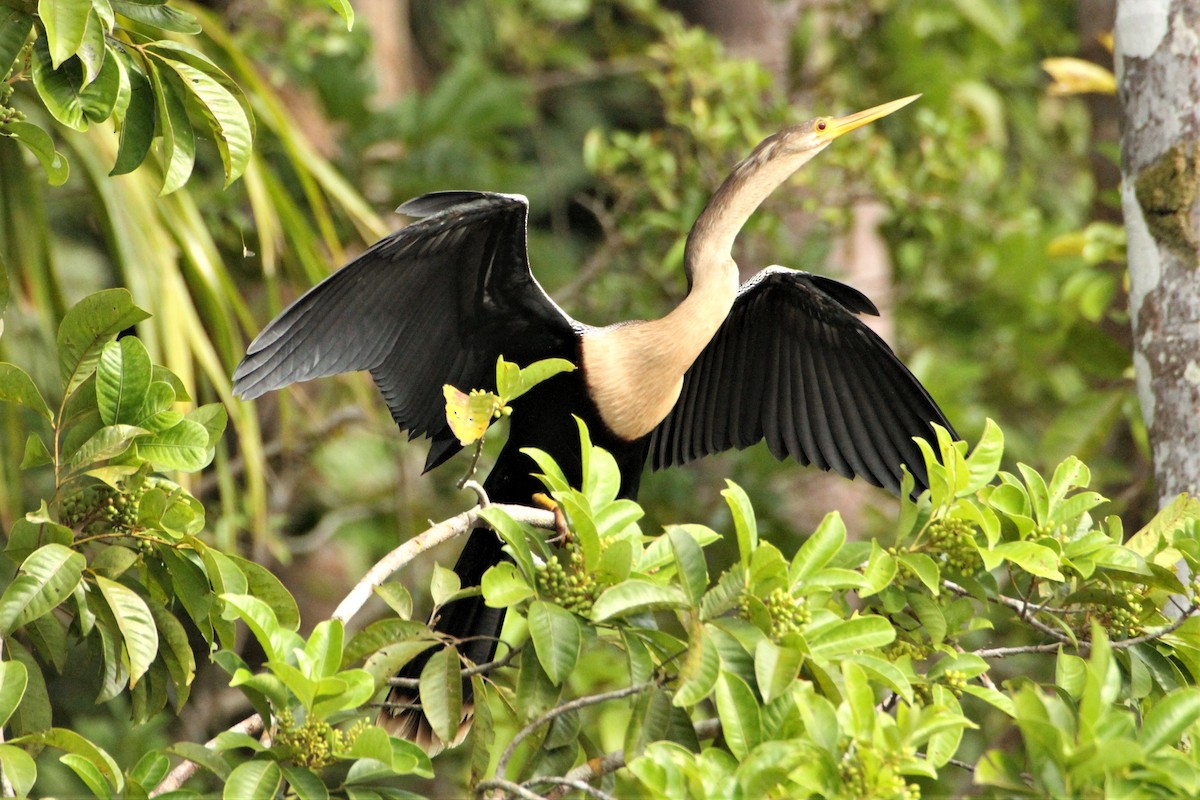 Anhinga - ML292268251