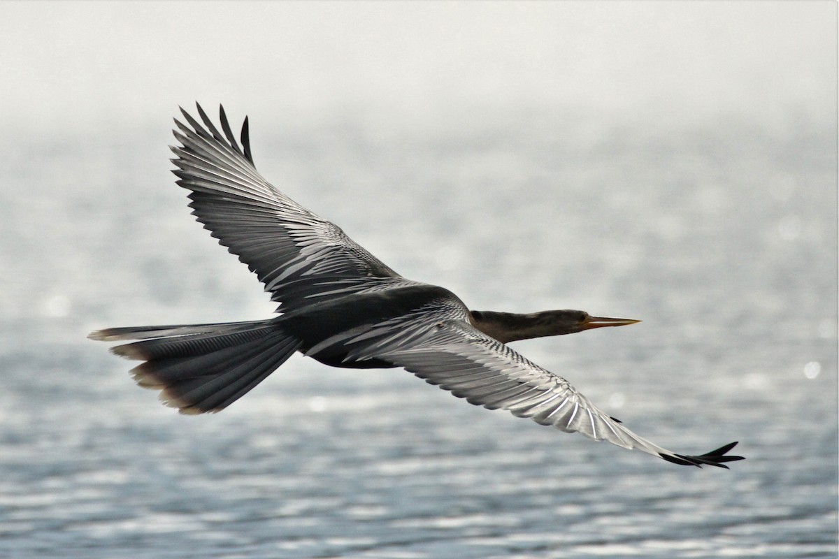 Anhinga - ML292268271