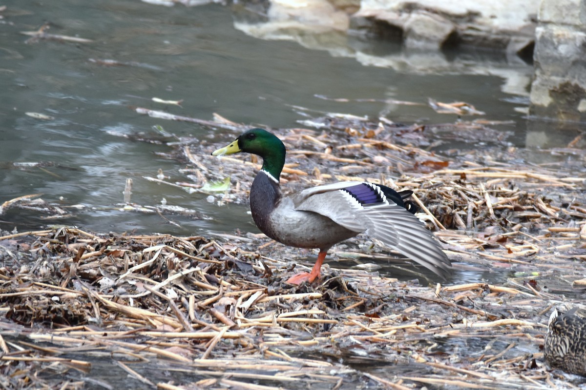 Mallard - ML292268561