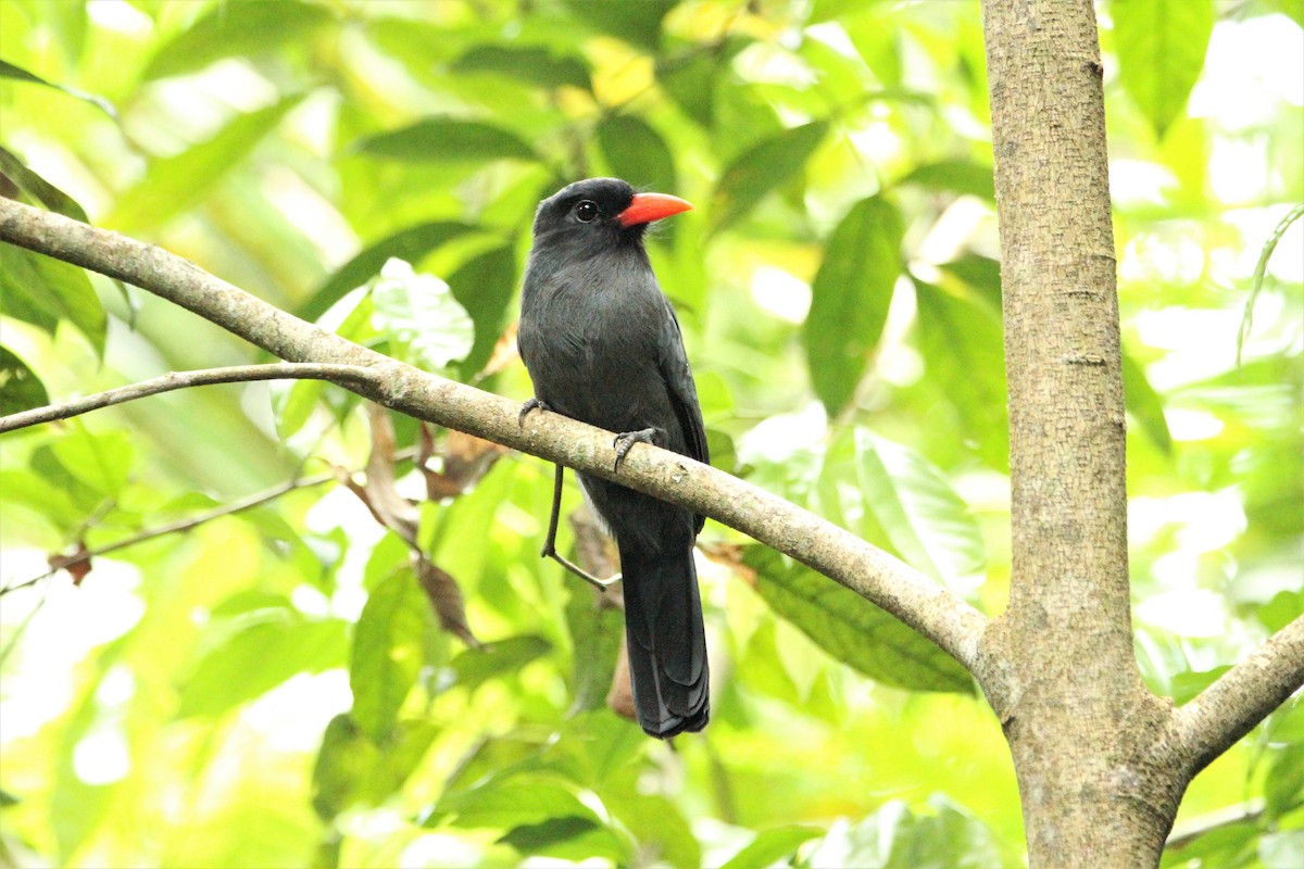Black-fronted Nunbird - ML292268581