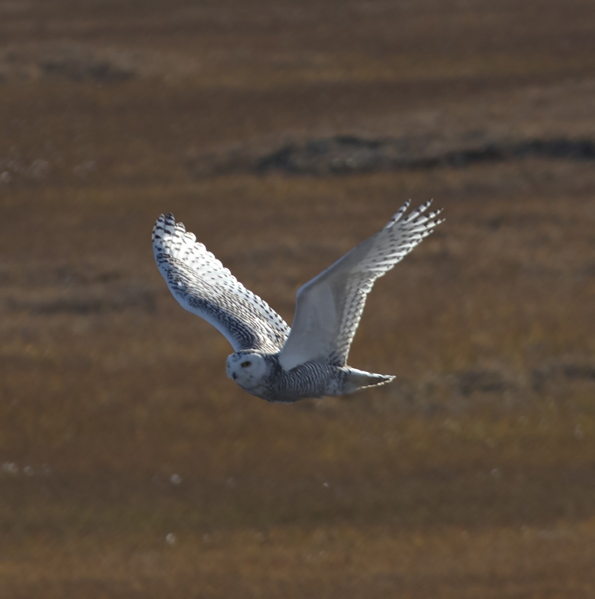 Snowy Owl - ML292269101