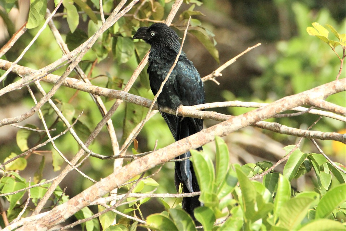 Greater Ani - ML292269121