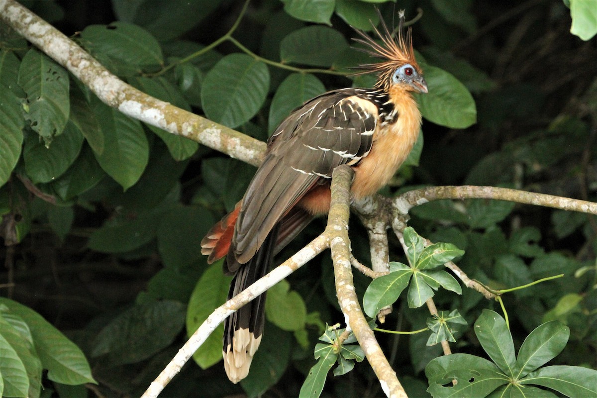 Hoatzin - ML292269781