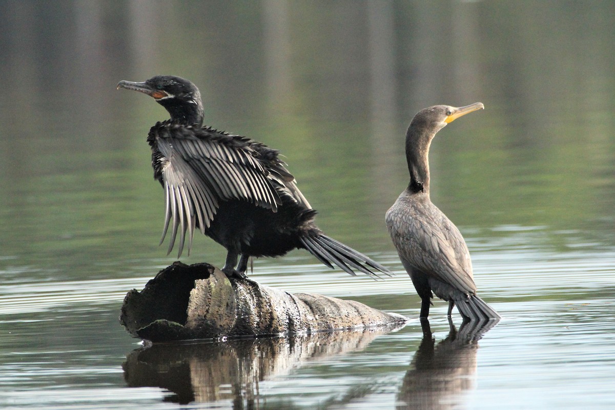 Neotropic Cormorant - ML292270271