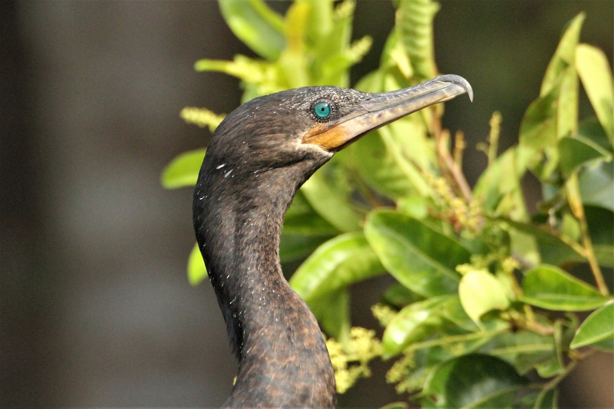 Neotropic Cormorant - ML292270491