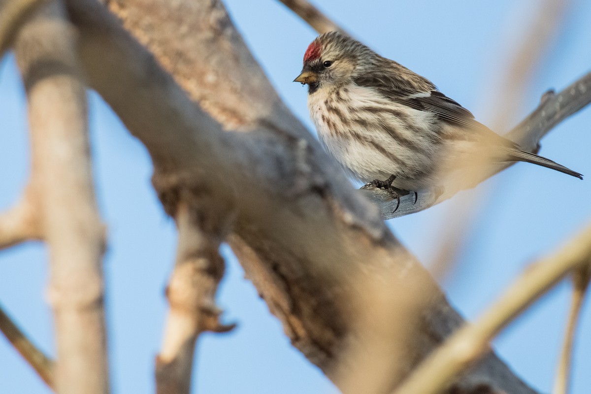 Common Redpoll - ML292270931