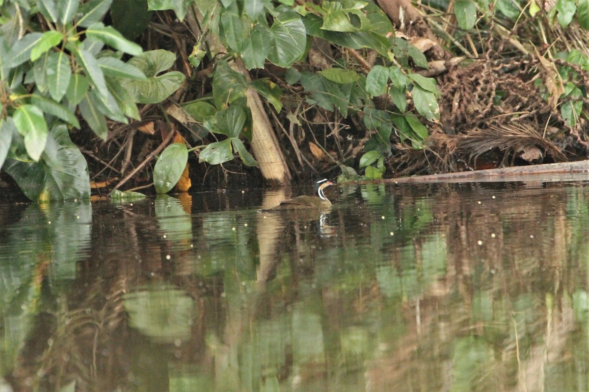 Sungrebe - ML292271931