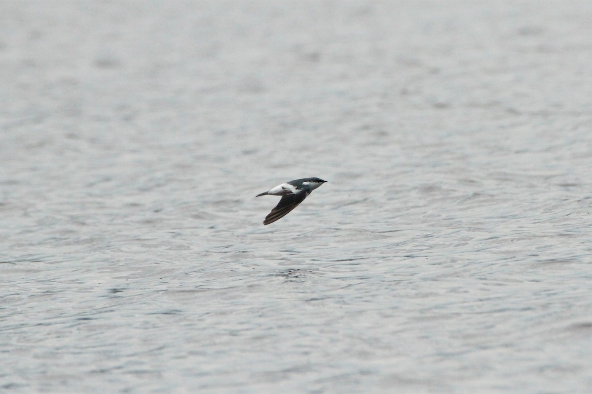 White-winged Swallow - ML292273691