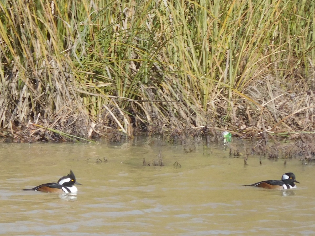 Hooded Merganser - LynnErla Beegle