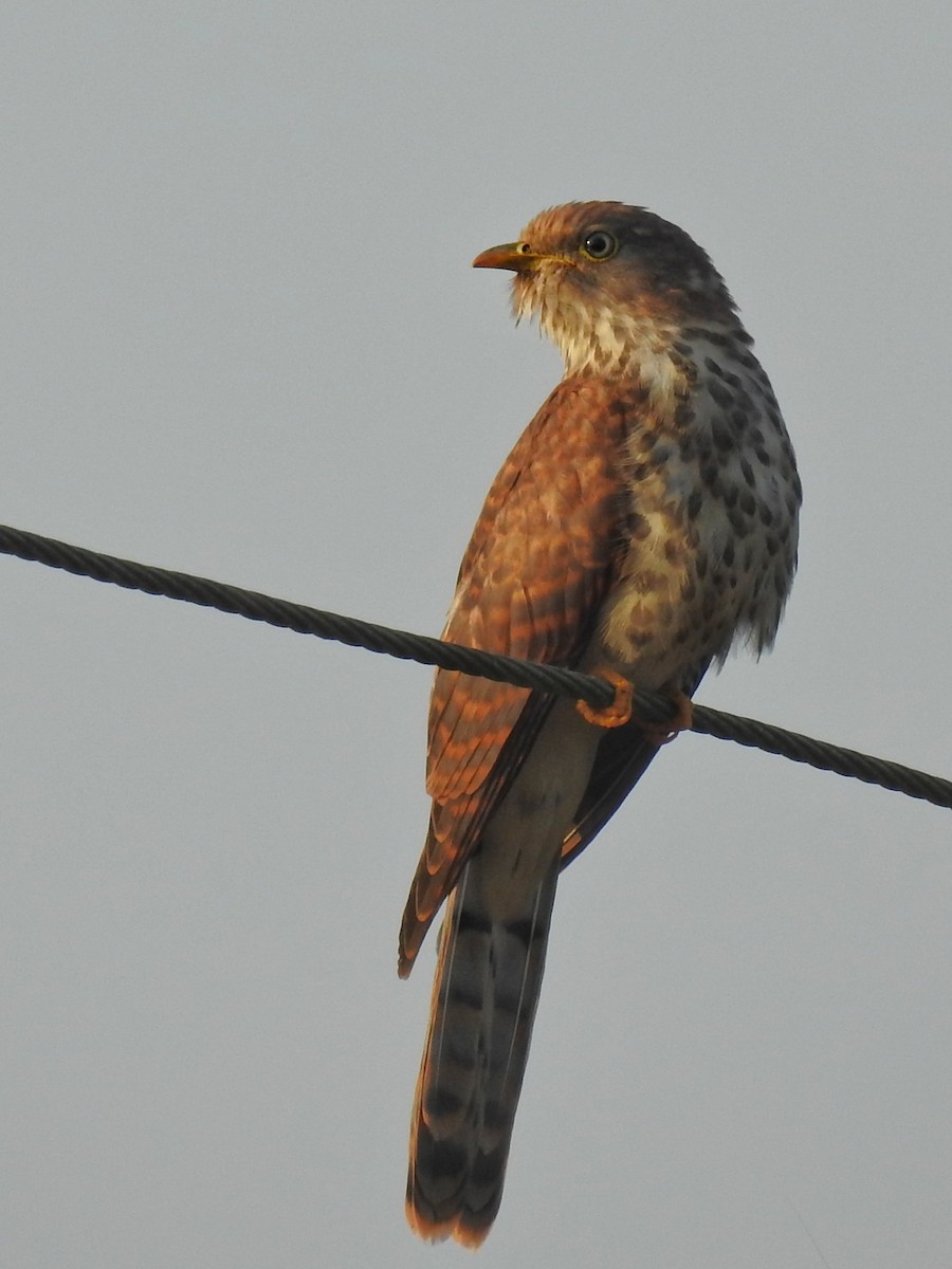 Common Hawk-Cuckoo - ML292274441