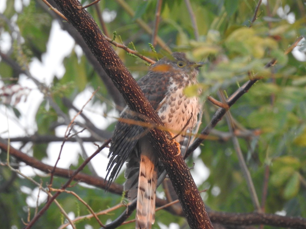 Common Hawk-Cuckoo - ML292274491