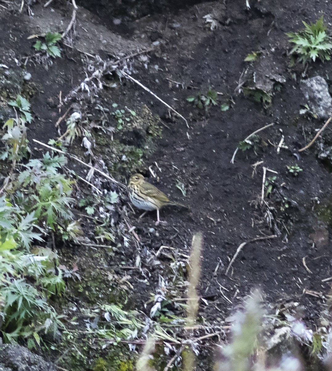 Olive-backed Pipit - ML292275461