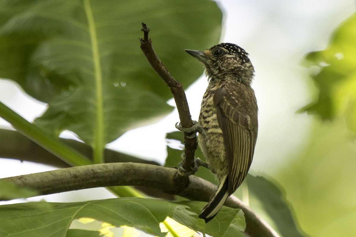 White-wedged Piculet - ML292276301