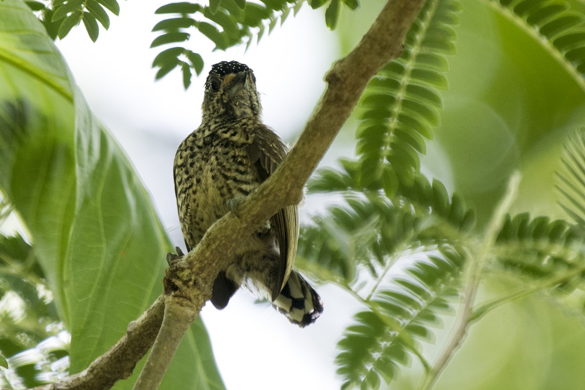White-wedged Piculet - ML292276321
