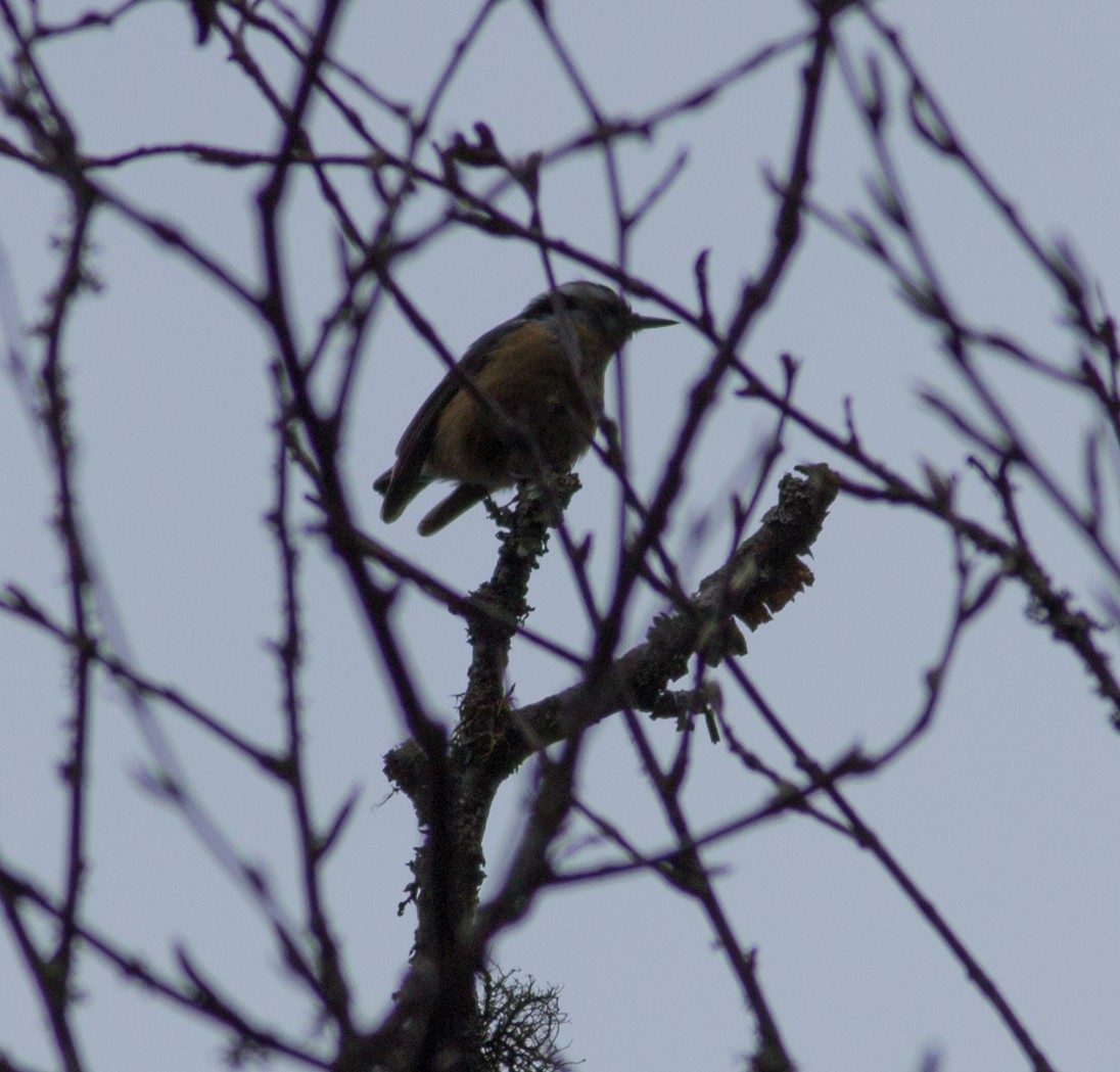 Red-breasted Nuthatch - ML29227691