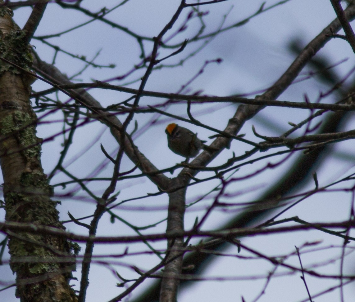 Golden-crowned Kinglet - ML29227831