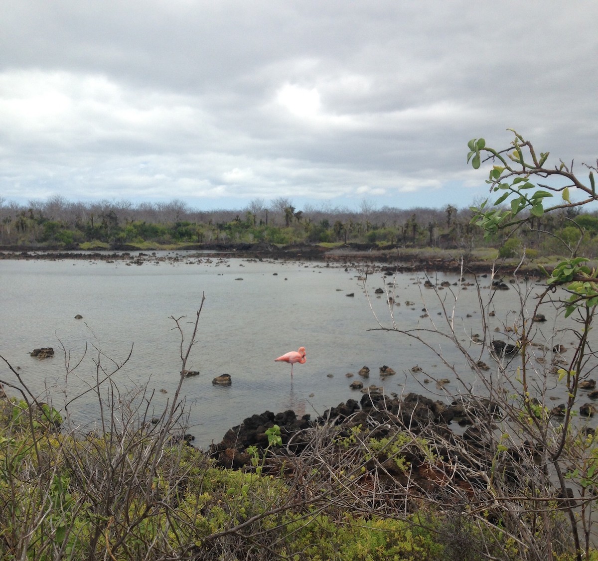 American Flamingo - ML292278561