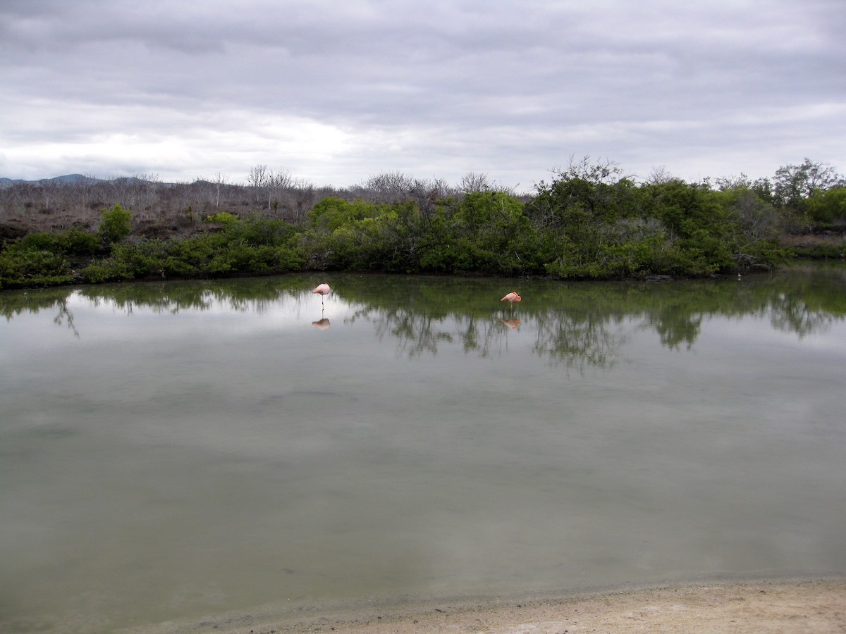 American Flamingo - ML292278591