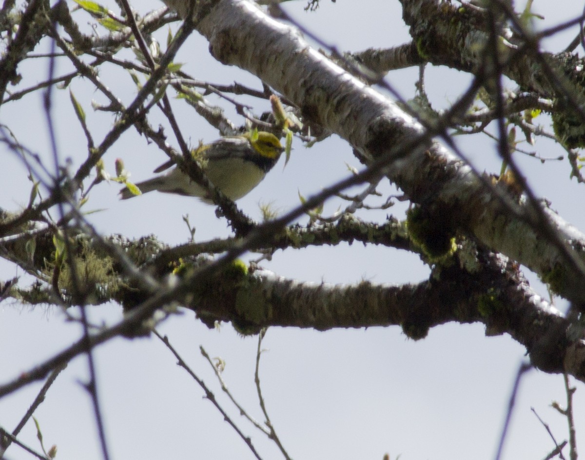 Black-throated Green Warbler - ML29228021