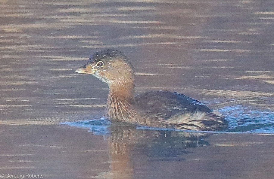 Pied-billed Grebe - ML292282061