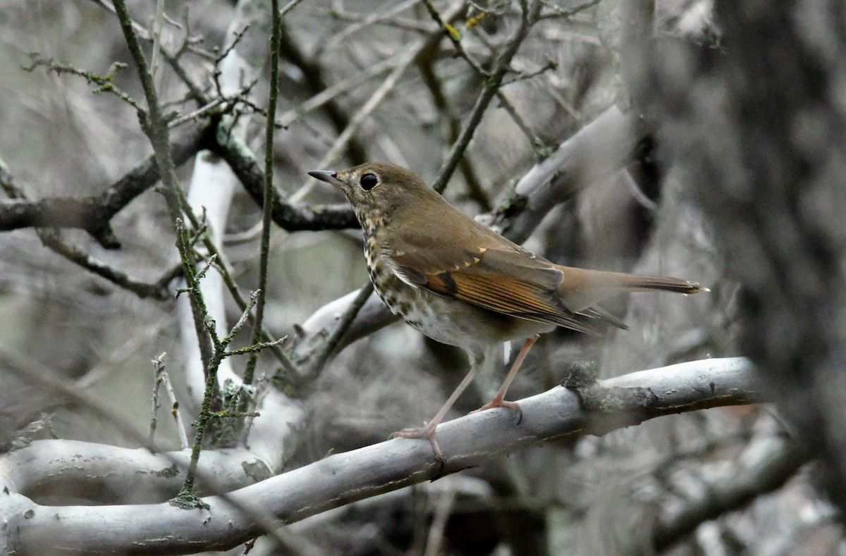 Hermit Thrush - Ezekiel Dobson