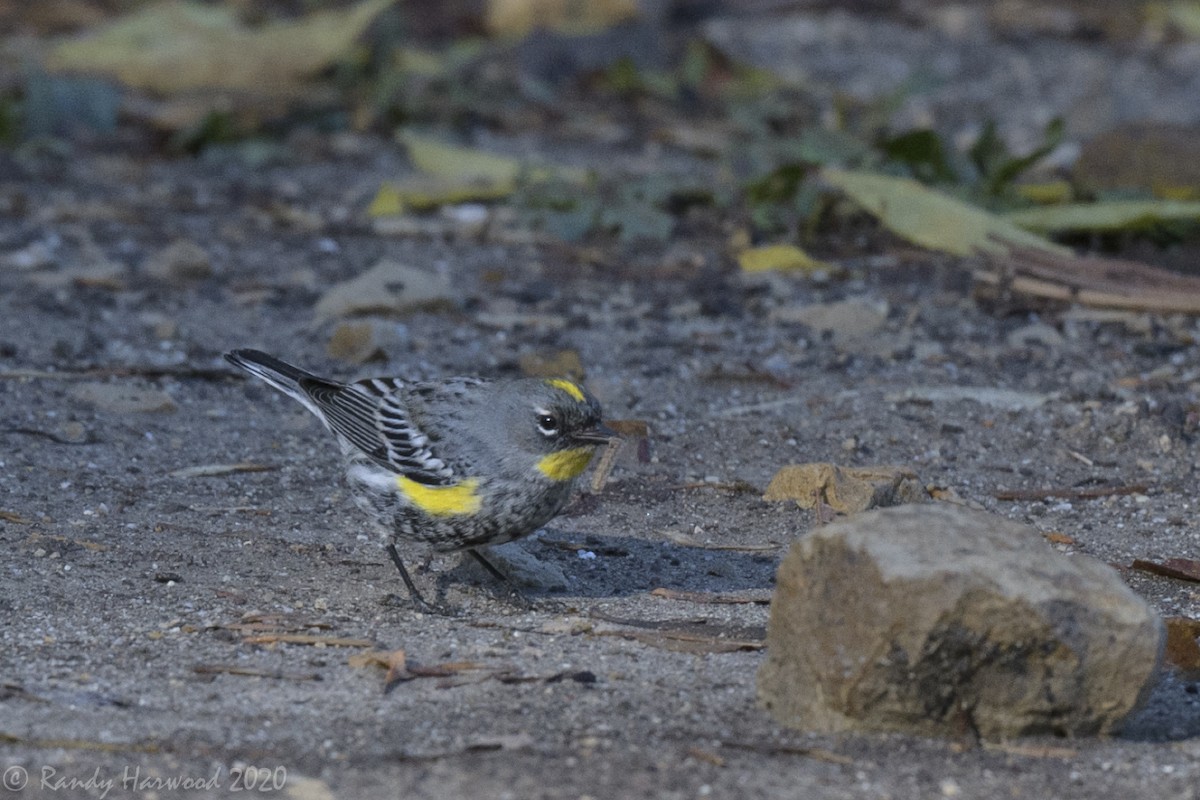 Yellow-rumped Warbler - ML292285531