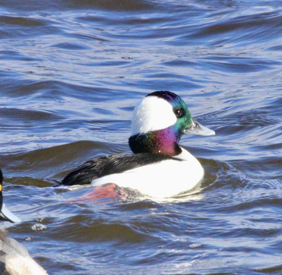 Bufflehead - ML292291961