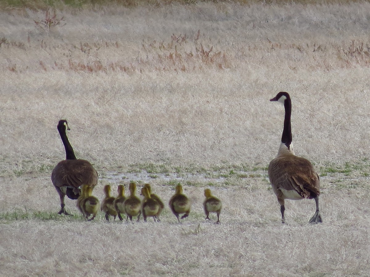 Canada Goose - ML292293341