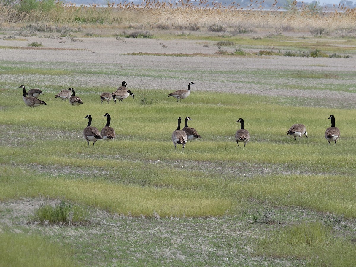 Canada Goose - ML292293351