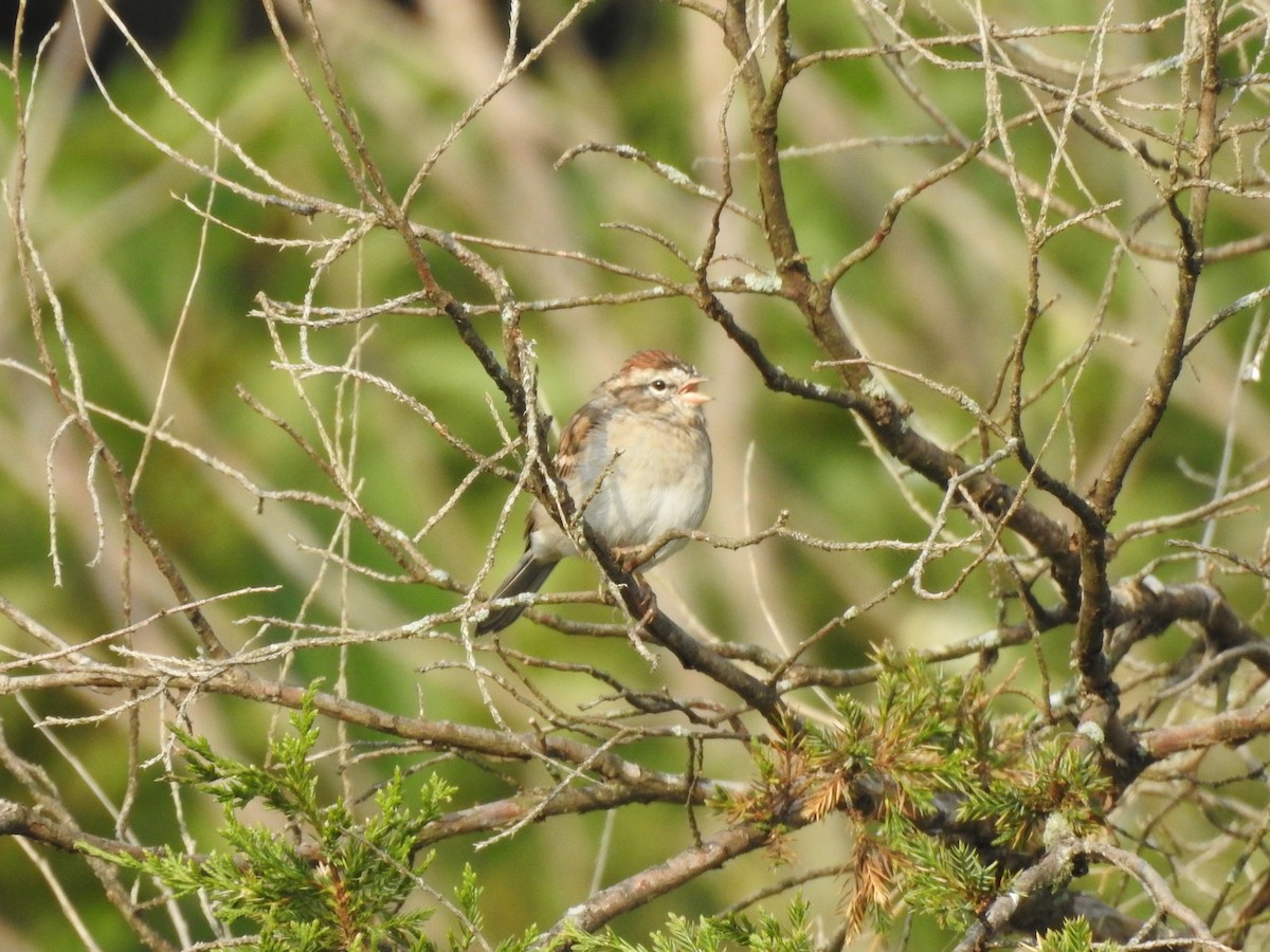 Chipping Sparrow - Reanna Thomas