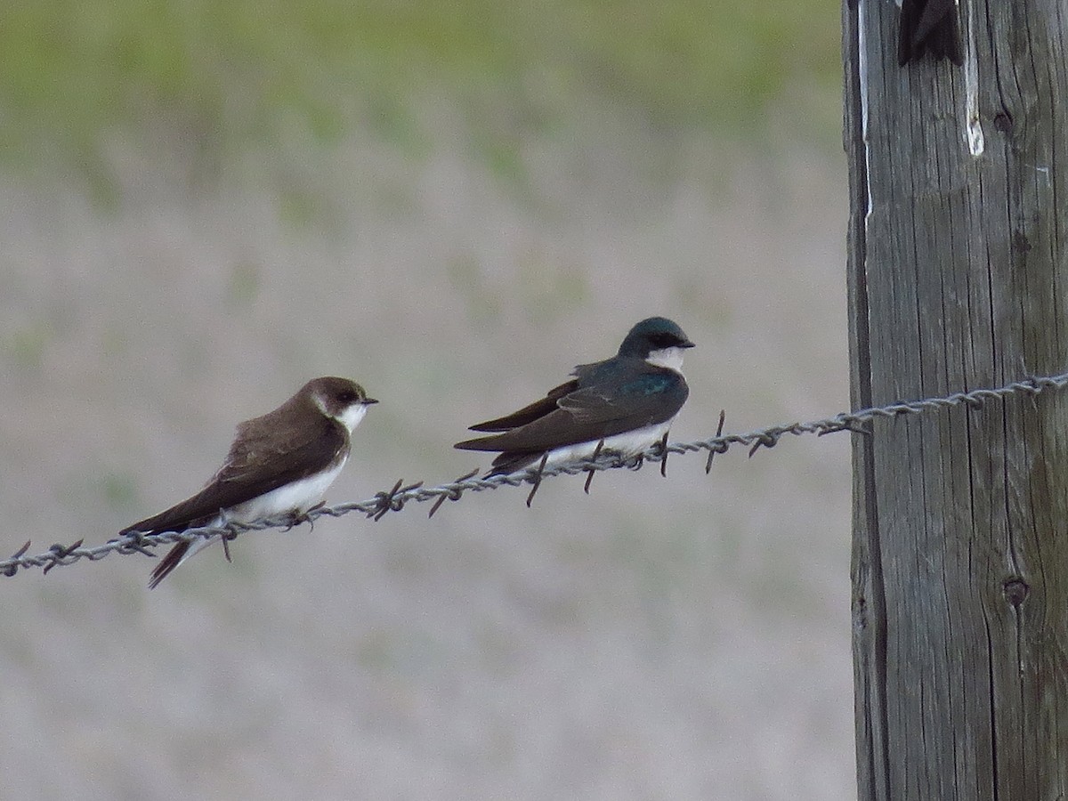 Golondrina Bicolor - ML292294651