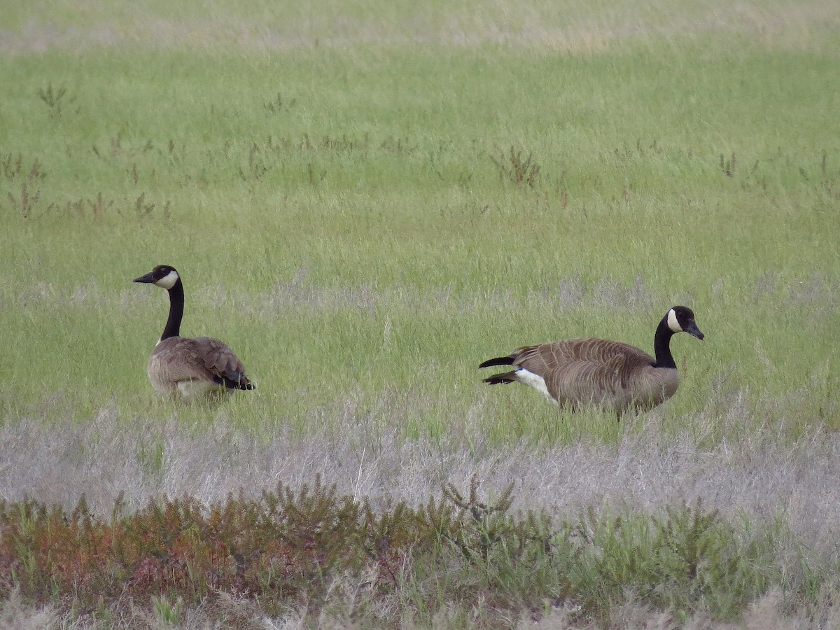 Canada Goose - ML292295521