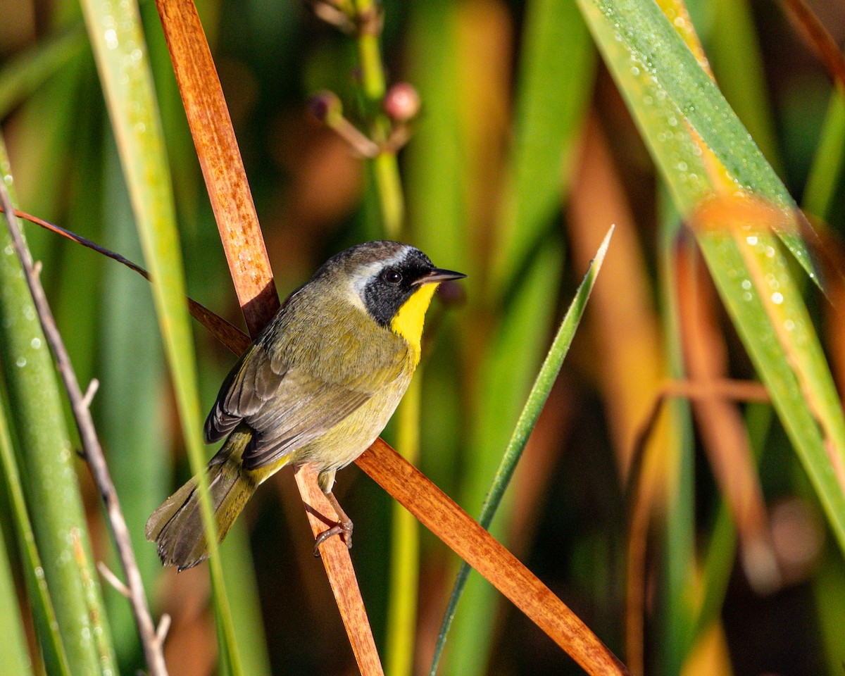 Common Yellowthroat - ML292296251